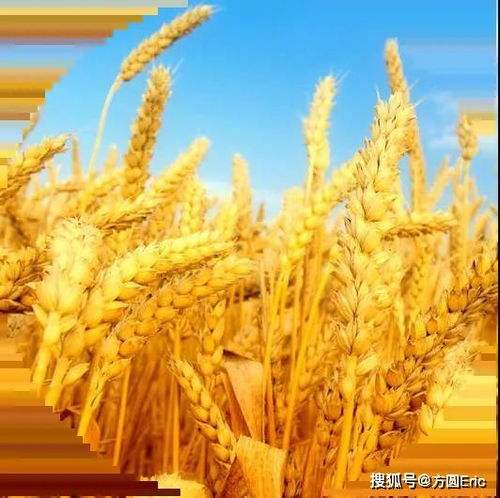 良好農業(yè)規(guī)范（GAP）與初級農產品 定義、核心與實踐意義